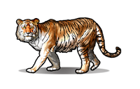 Connect Tiger Populations Challenge - Icon