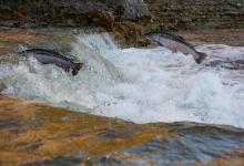 Fish Migration Day - Image