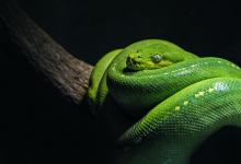 World Snake Day - Image