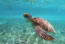 World Turtle Day - Image