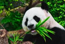 National Panda Day - Image